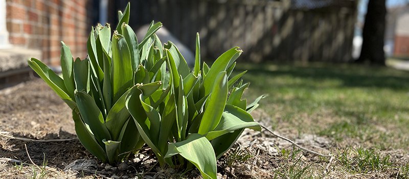 Spring maintenance A picture of a plant growing in a garden in early spring