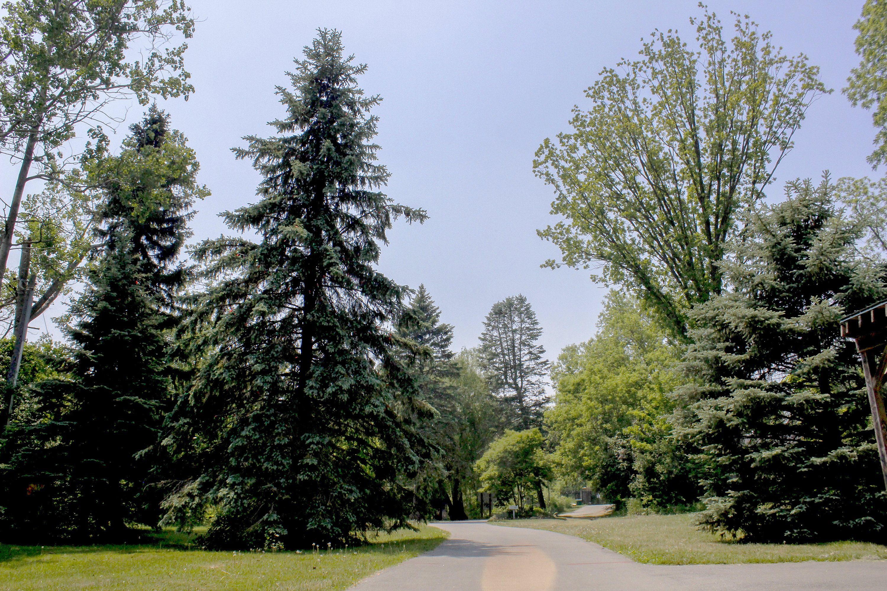 A tree canopy over a park path