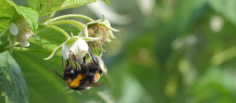 Pollinators A bee gathers pollen from a native plant