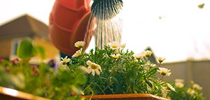 Small spaces count A watering can being used to water flowers in a small planter