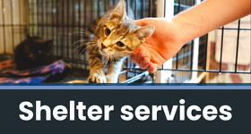 A web banner with a picture of a kitten being pet by a hand. The text reads "Shelter services"