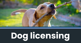 A web banner with a picture of a dog holding a stick. The banner reads "dog licensing"