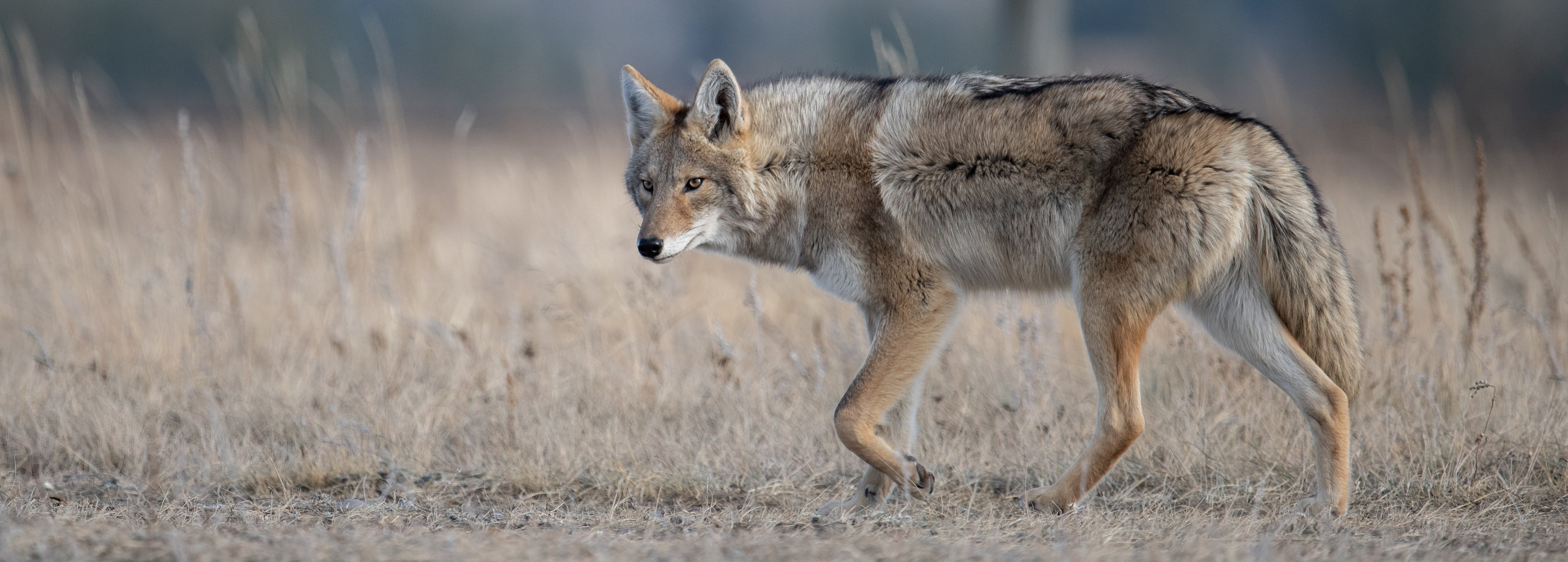 A coyote standing in a field